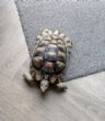 Marginated : Young Male approx 5 years old (Waffles)